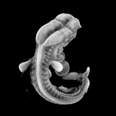 3D model of a human embryo