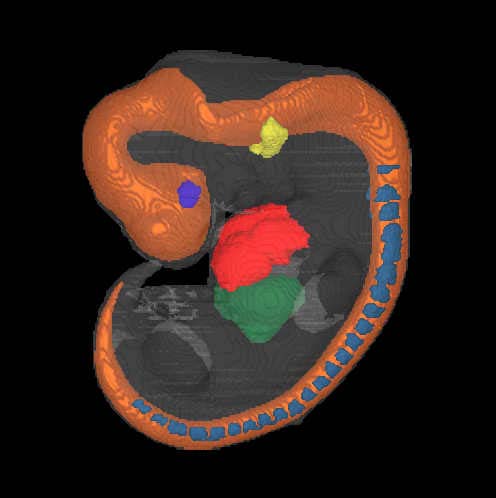 A 3D model of a human embryo, Carnegie stage 15