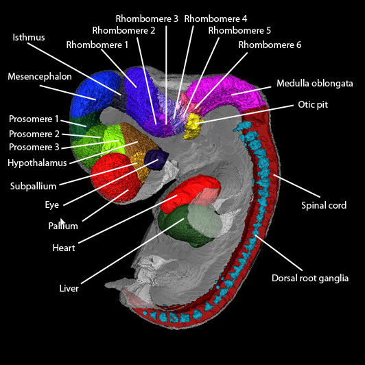 A 3D model of a human embry with anatomical regions fefined
