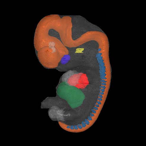 a 3D model of a human embryo