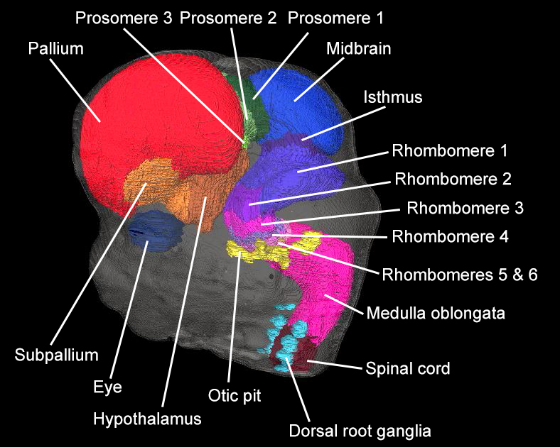 A 3D model of the head of a human embryo, Carnegie stage 22, with brain regions defined
