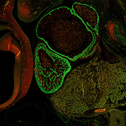 CS16 human embryonic heart