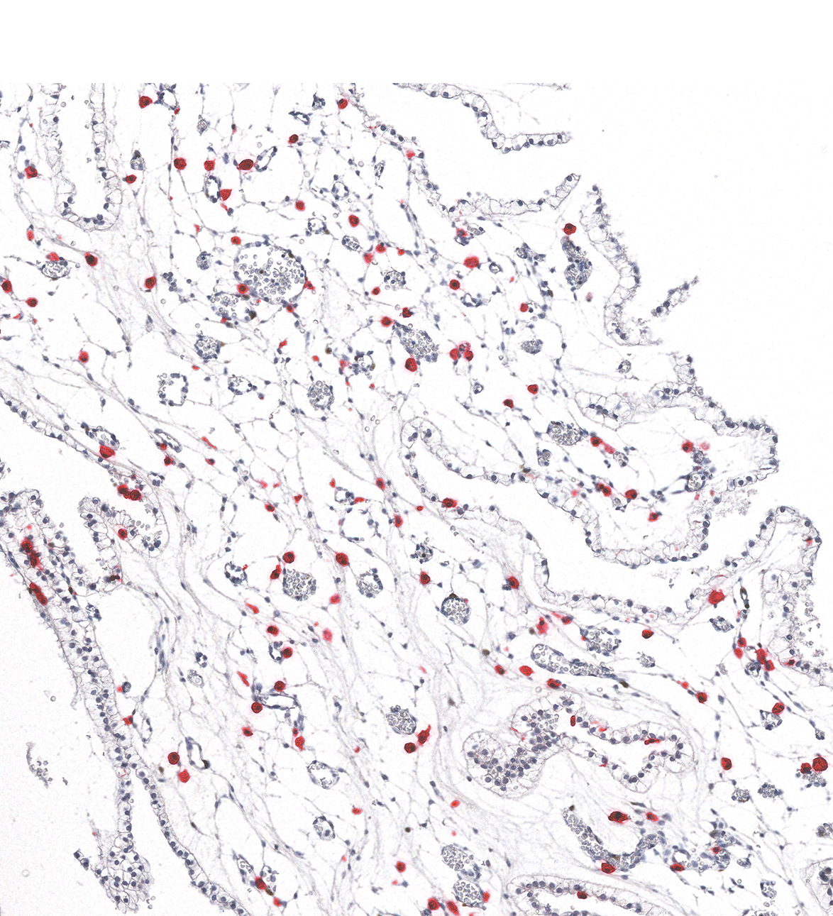 10PCW Human fetal brain