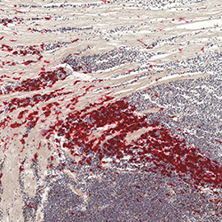 14pcw immunohistochemistry