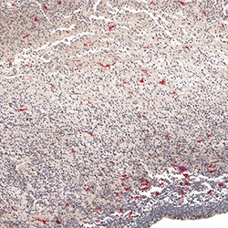14pcw immunohistochemistry