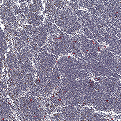 14pcw immunohistochemistry
