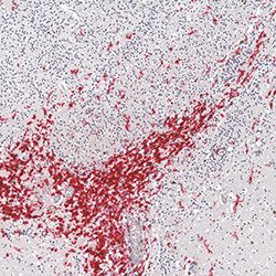 17pcw immunohistochemistry