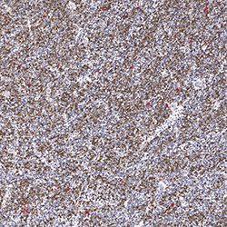 17pcw immunohistochemistry