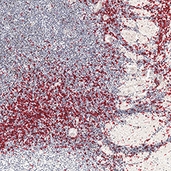 17pcw immunohistochemistry