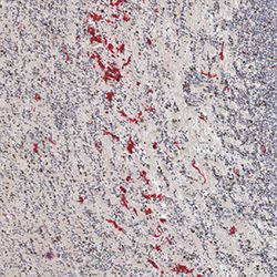 17pcw immunohistochemistry