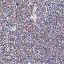 17pcw immunohistochemistry