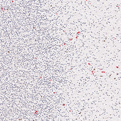 19pcw immunohistochemistry
