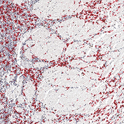 19pcw immunohistochemistry