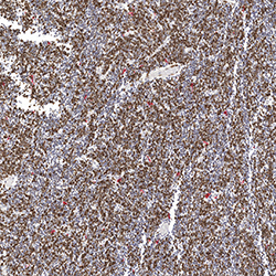 19pcw immunohistochemistry