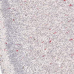 20pcw immunohistochemistry