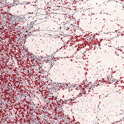 20pcw immunohistochemistry