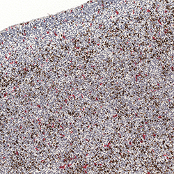 20pcw immunohistochemistry