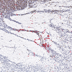 10pcw immunohistochemistry