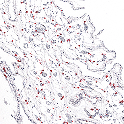 10pcw immunohistochemistry