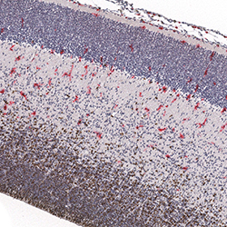 10pcw immunohistochemistry