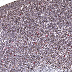 10pcw immunohistochemistry