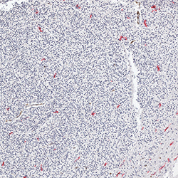 10pcw immunohistochemistry