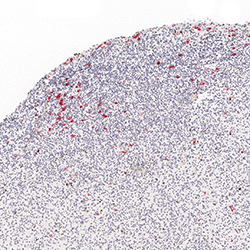 12pcw immunohistochemistry