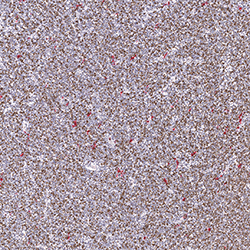 12pcw immunohistochemistry