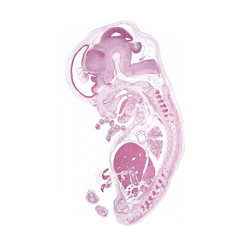 a histology section of a human embryo