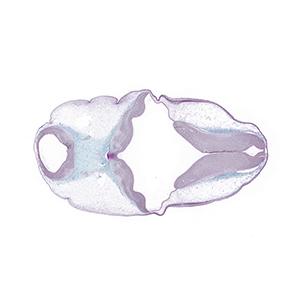 A histology section of a human embryo