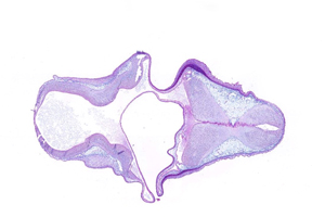 A histology section of a human embryo
