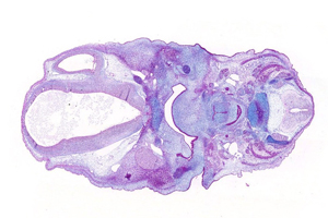 A histology section of a human embryo