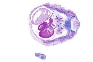 A histology section of a human embryo