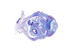 A histology section of a human embryo
