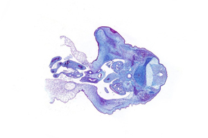 A histology section of a human embryo