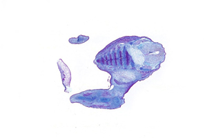 A histology section of a human embryo