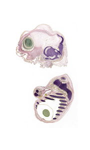 A pentachrome stained section of a human embryo