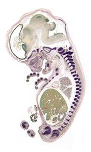 A pentachrome stained section of a human embryo