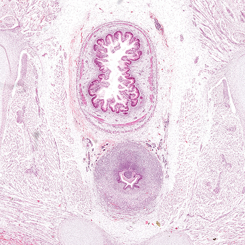 Human embryonic dorsal root ganglia