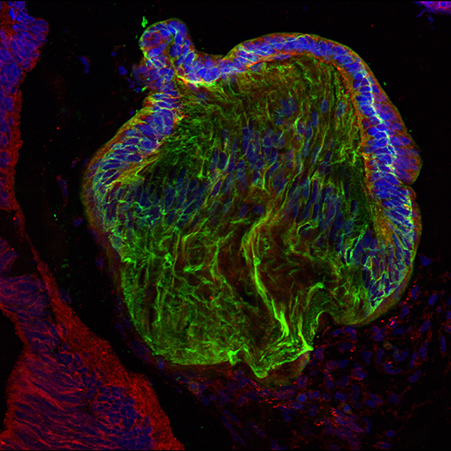 Human embryonic visual system