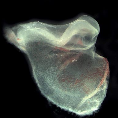 A human embryo at carnegie stage 9