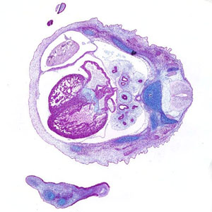 a histology section of a human embryo