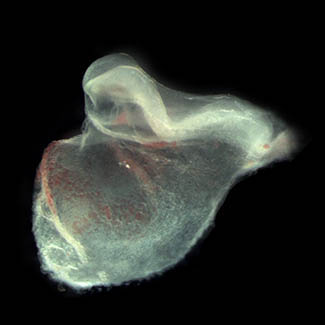 A human embryo Carnegie stage 9