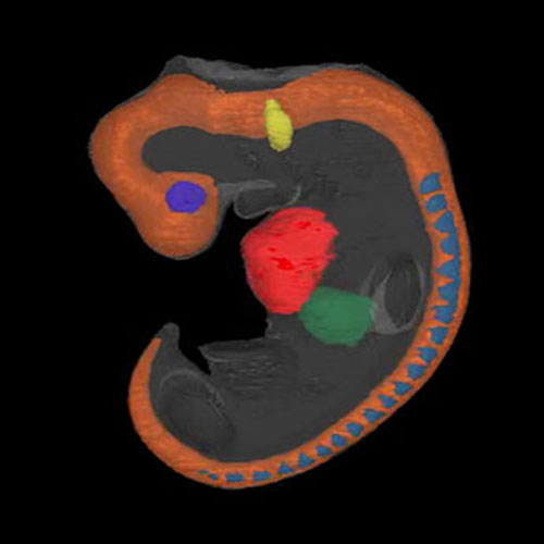 A 3D model of a human embryo