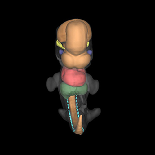 A 3D model of a human embryo