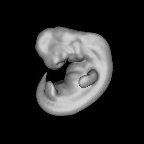 A 3D model of a human embryo