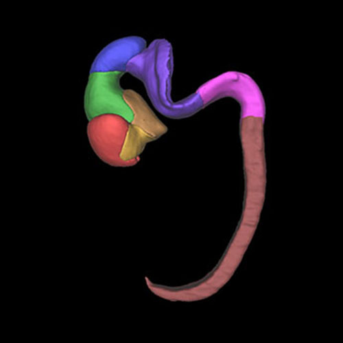 A 3D model of a human embryonic brain and spinal cord