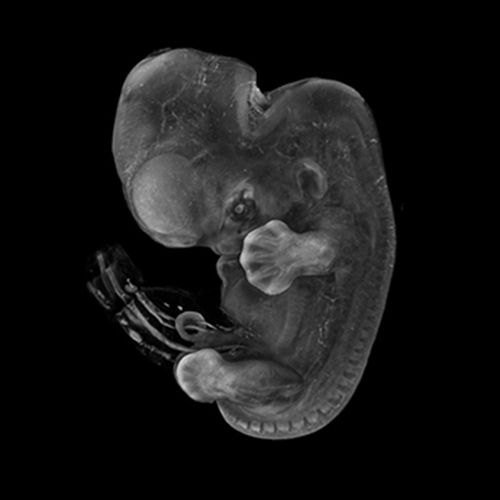 A 3D model of a human embryo