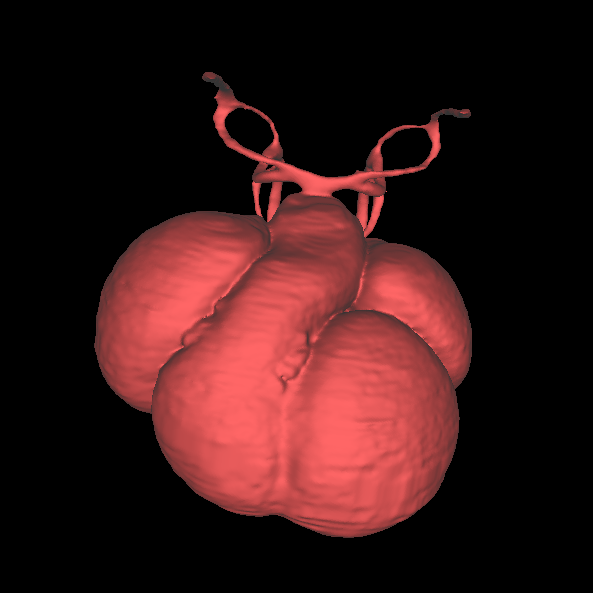 3D model of a human embryonic heart