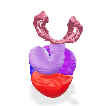 3D model of a human embryonic heart